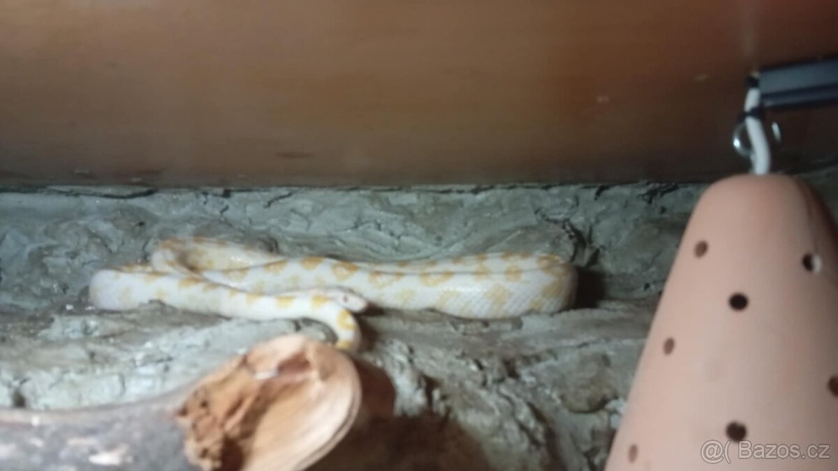 Užovka červená- Albino, Snow