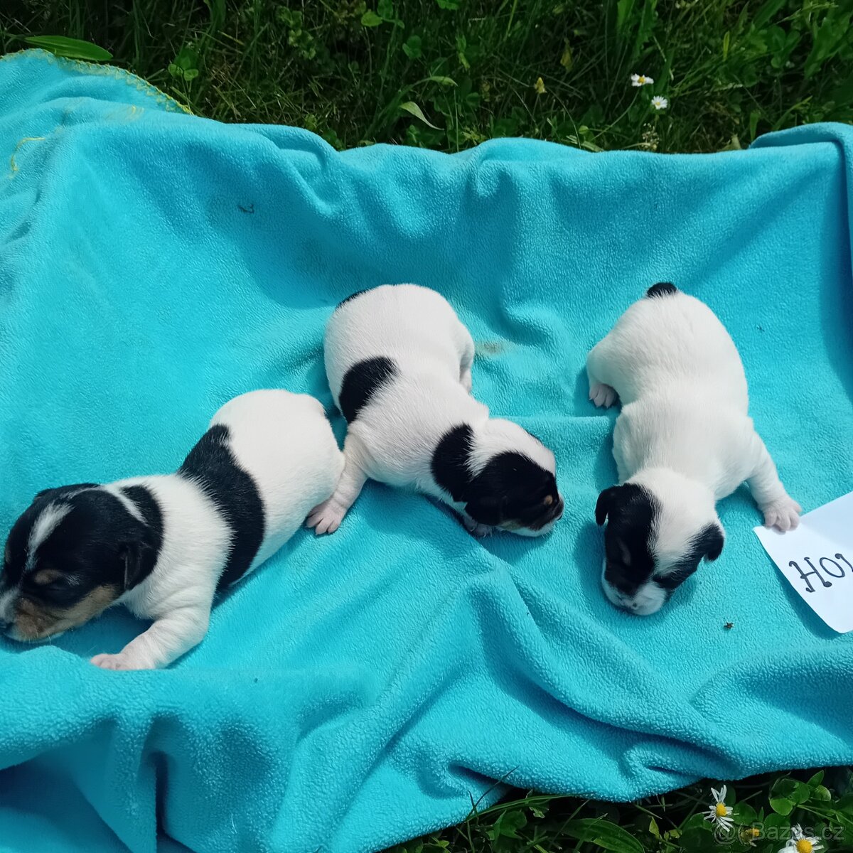 Zadam štěňatka jack russel teriera