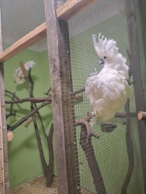 Kakadu bílý / kakadu alba