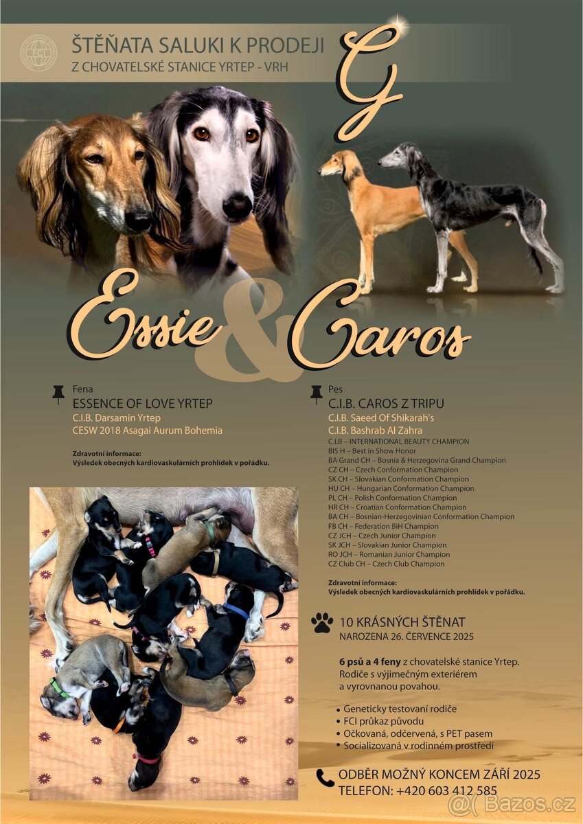 Saluki - Perský chrt