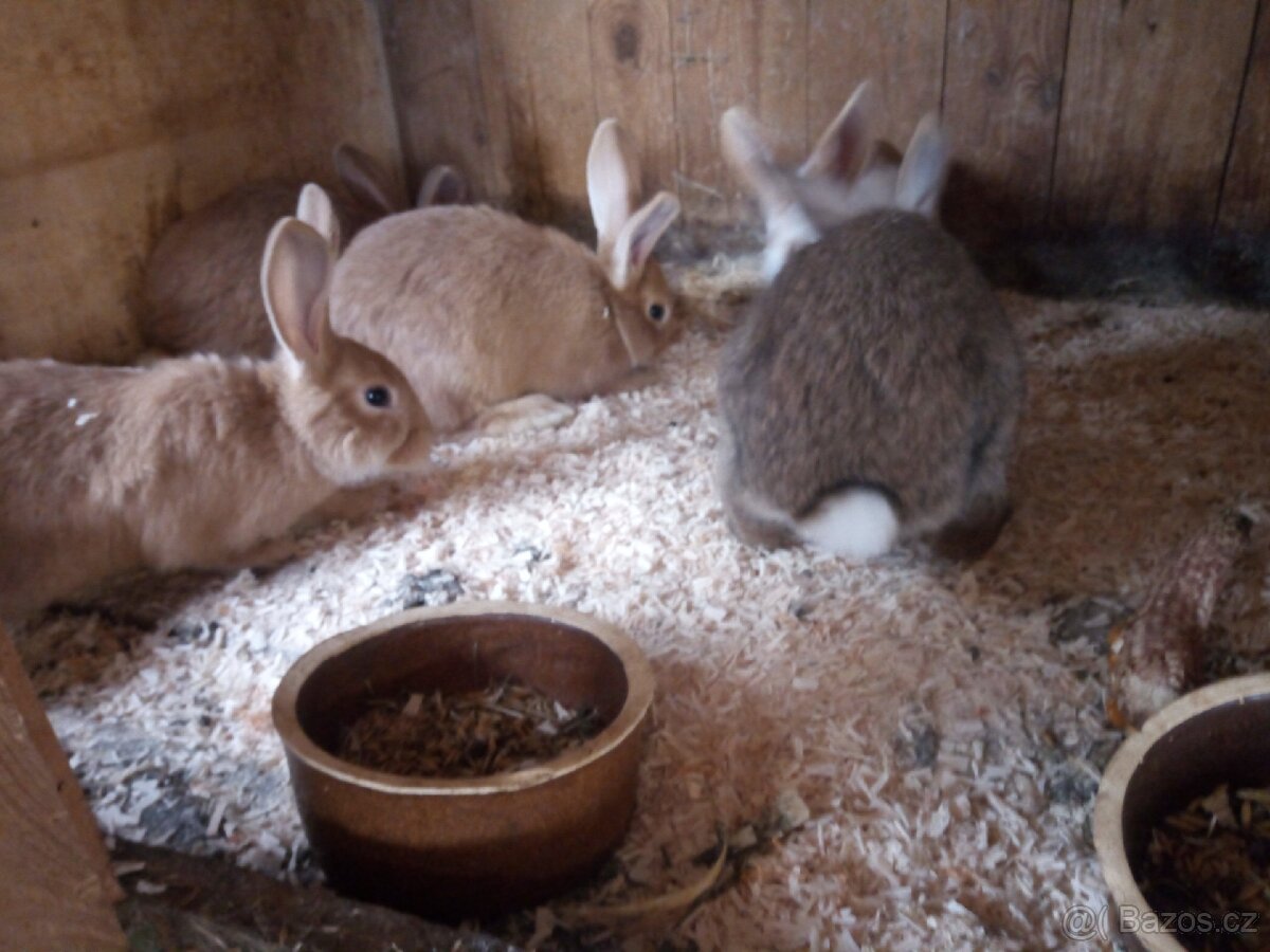 Prodám králíky