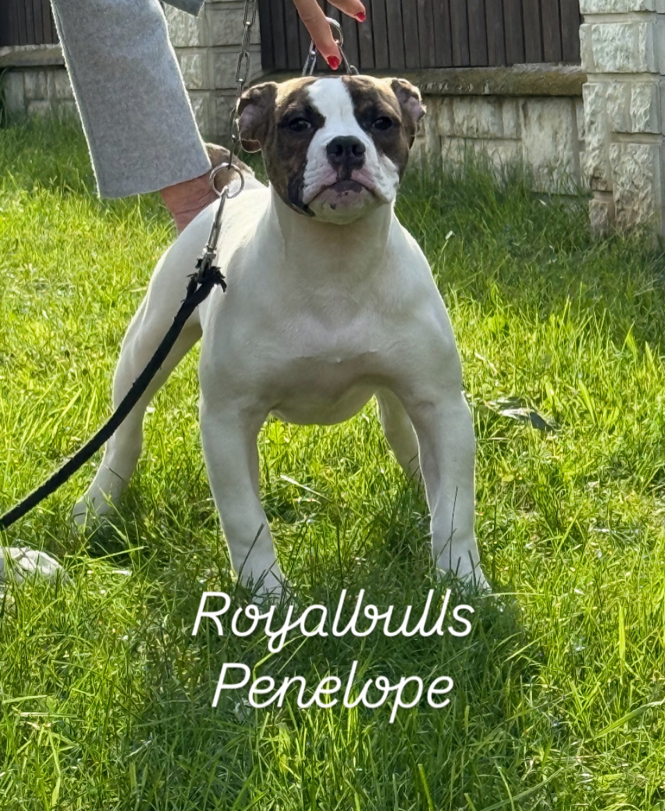 Americký buldok s pp