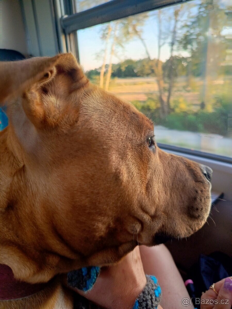 Americký stafordšírský teriér