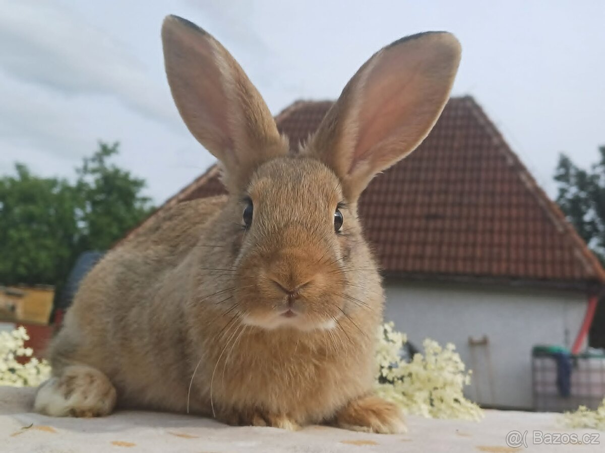 Masná MIMINKA