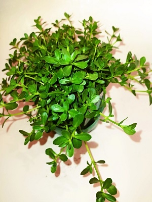 Brahmi, Bacopa Monnieri (Léčivá rostlina)