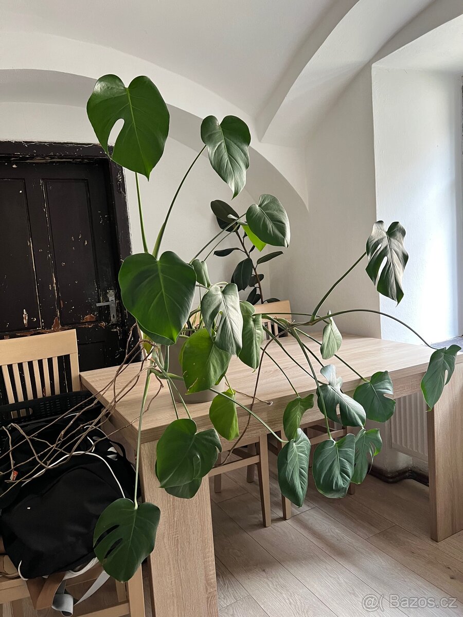 Monstera