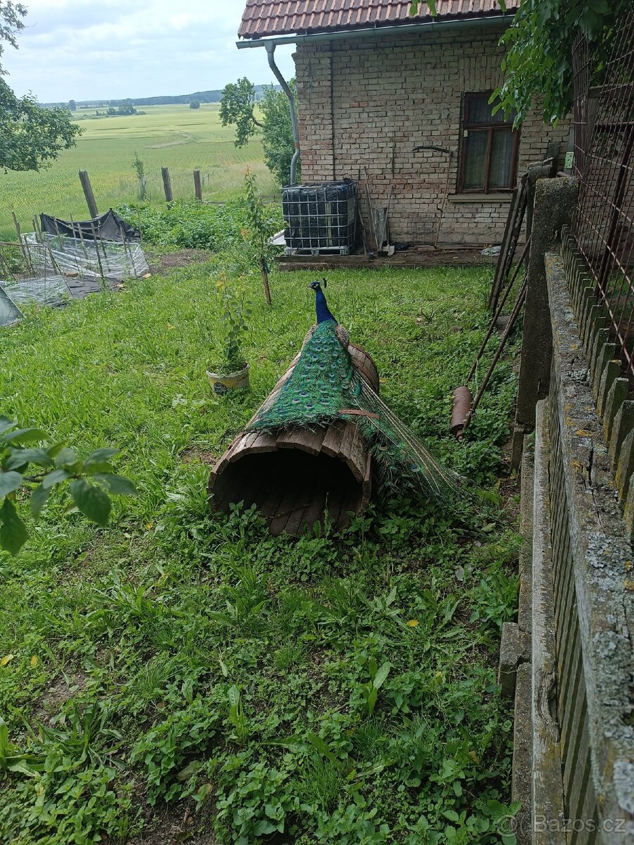Páv