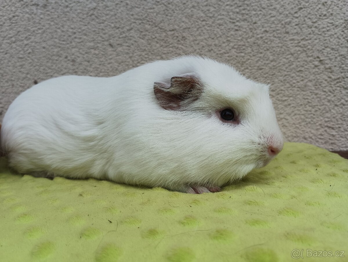 Cuy morče - samice Mystery