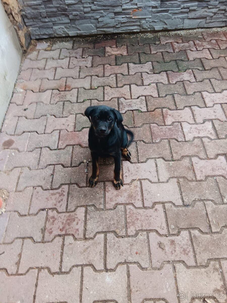 Rotvajler křížený staford