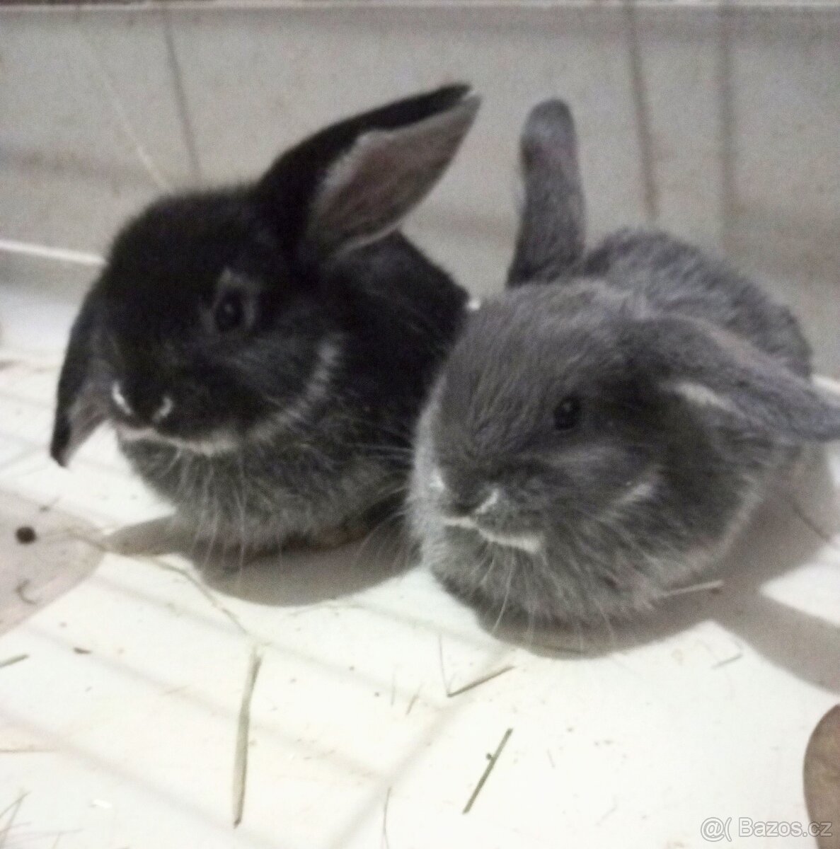 Zakrslý beránek králíček