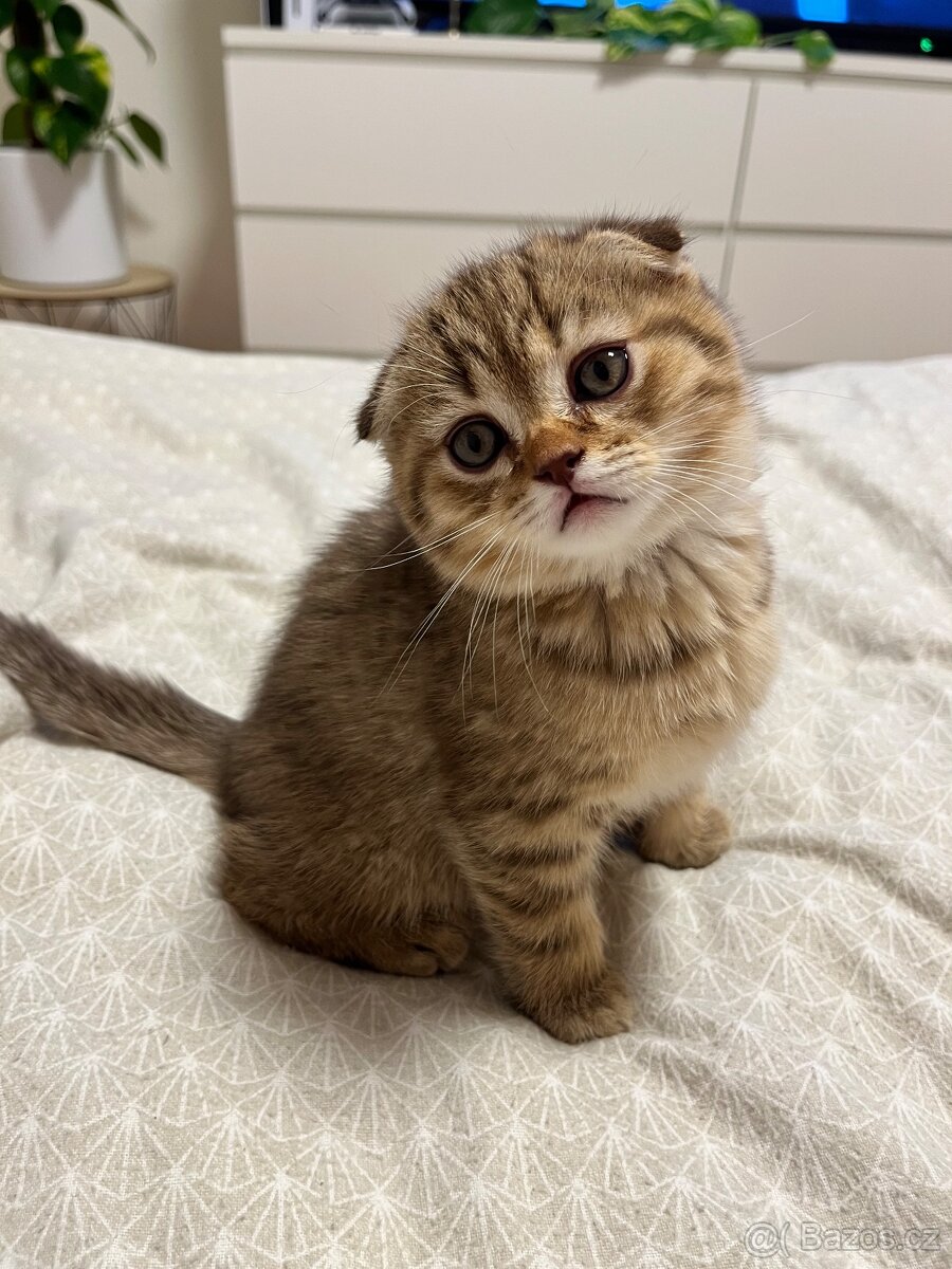 Krásný skotský klapouchý kocourek – 2 měsíce – Praha