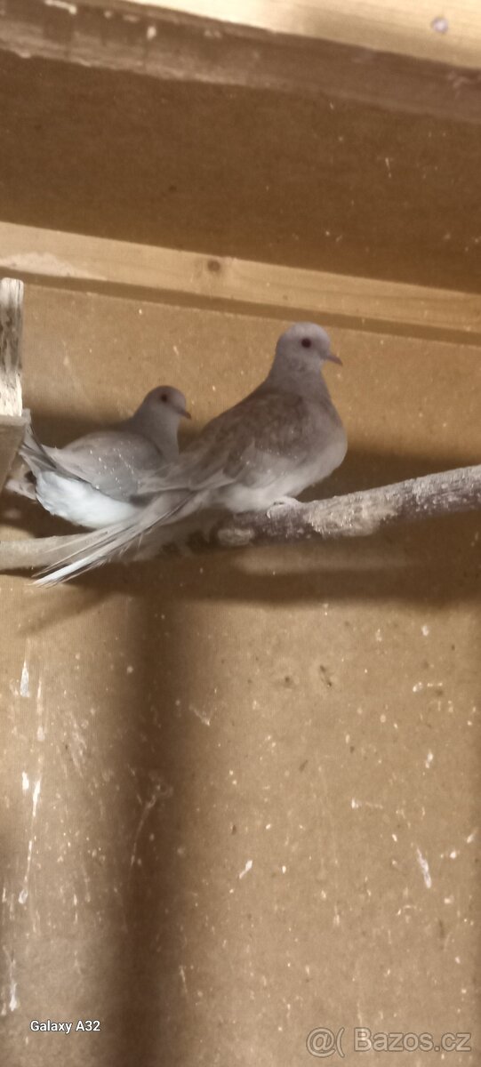 Holoubek diamantový v párech