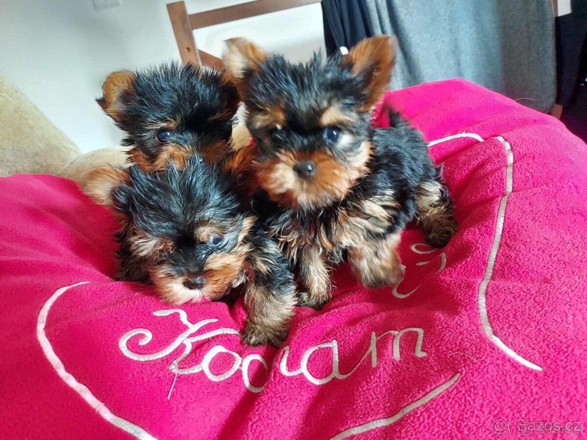 Jorkšírský Yorkšírský teriér