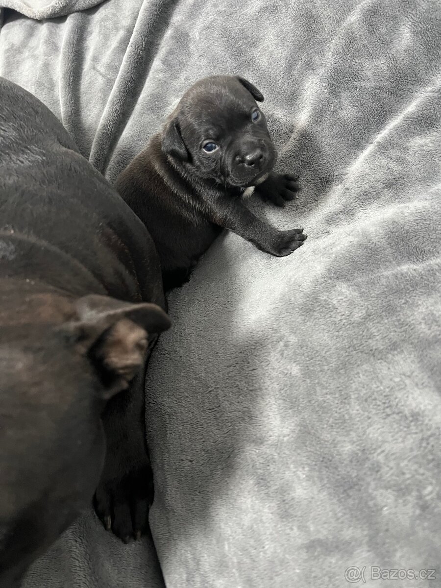 Stafordšírský bulteriér SBT