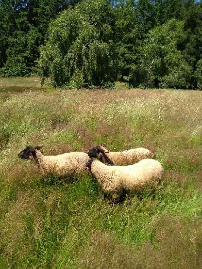 Roční beránek suffolk