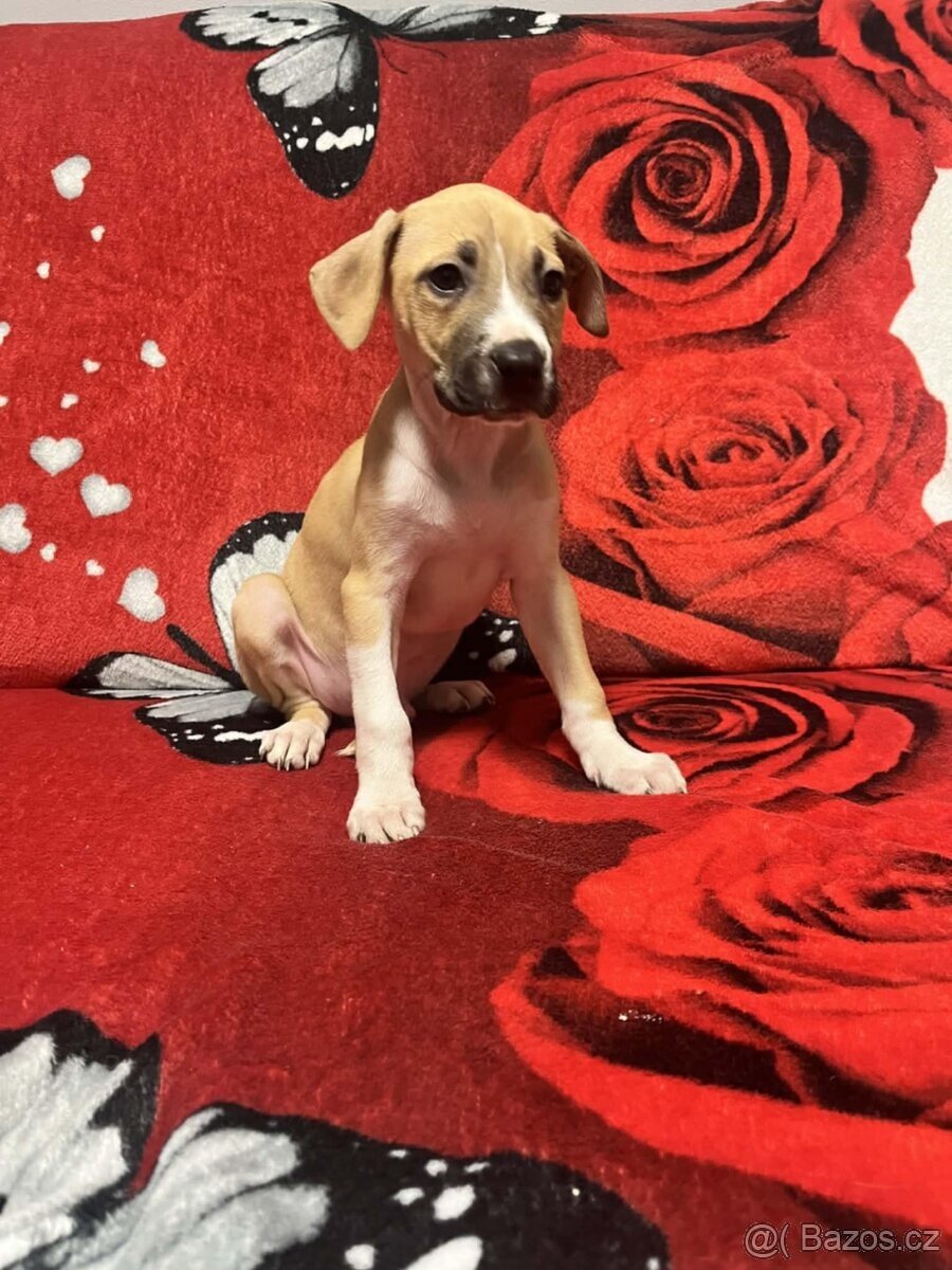 Americký Stafordšírský Teriér