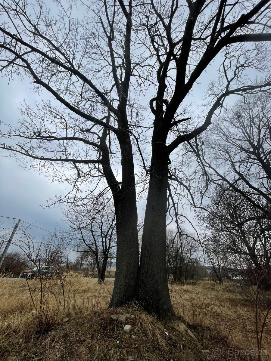 Prodám jasan ztepilý