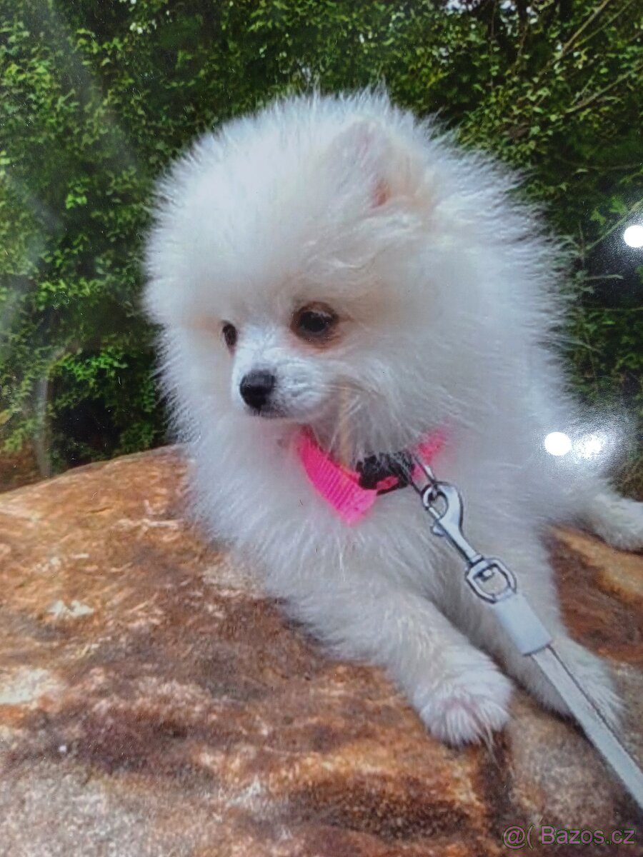 Pomeranian s PP