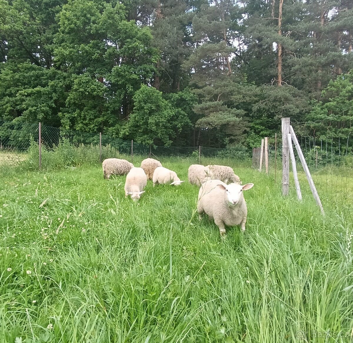 Jehňata