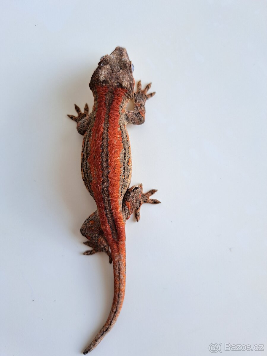 Rhacodactylus auriculatus .