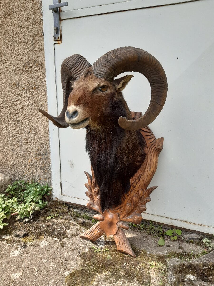 Muflon