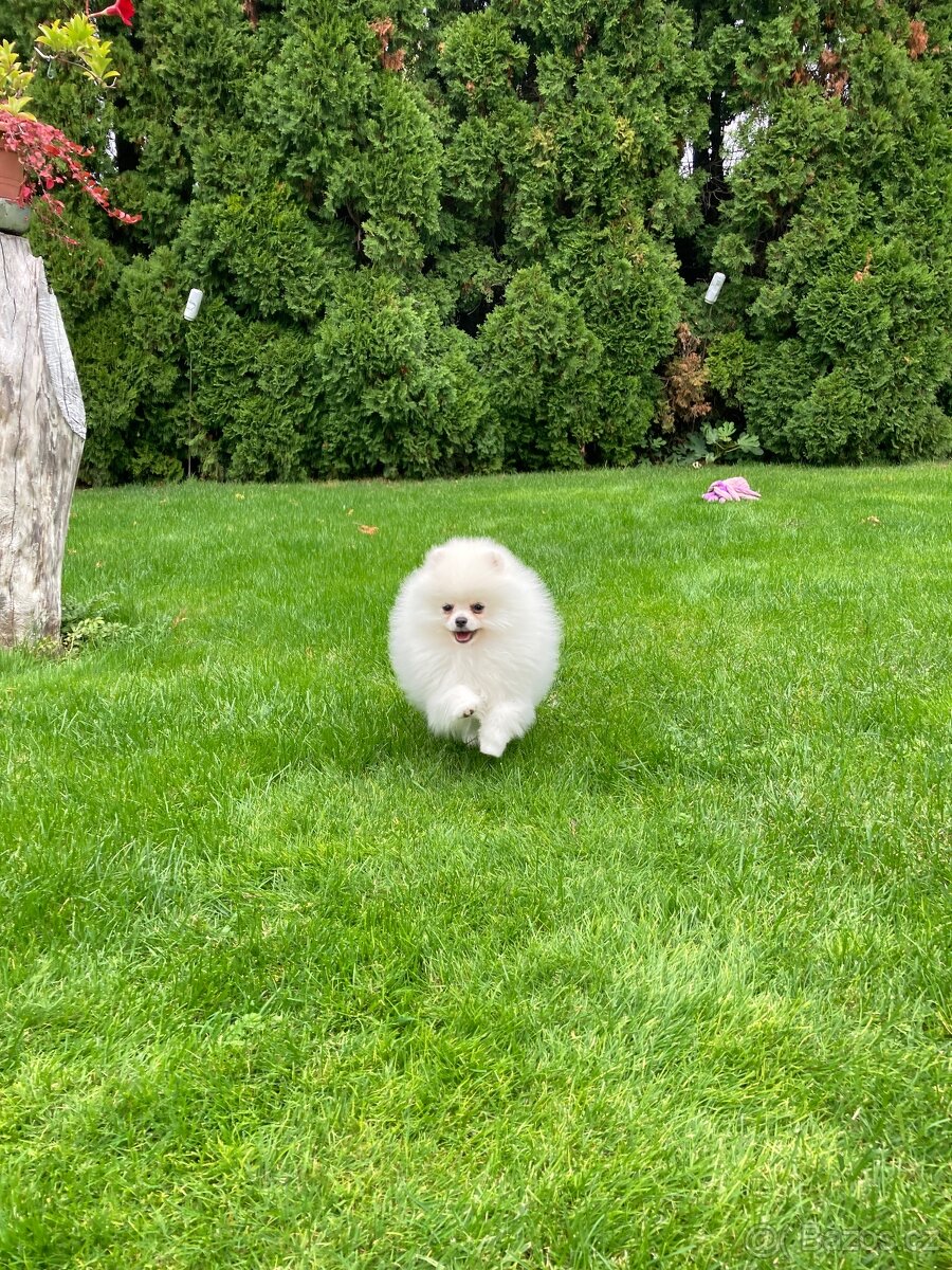 Pomeranian s PP FCI