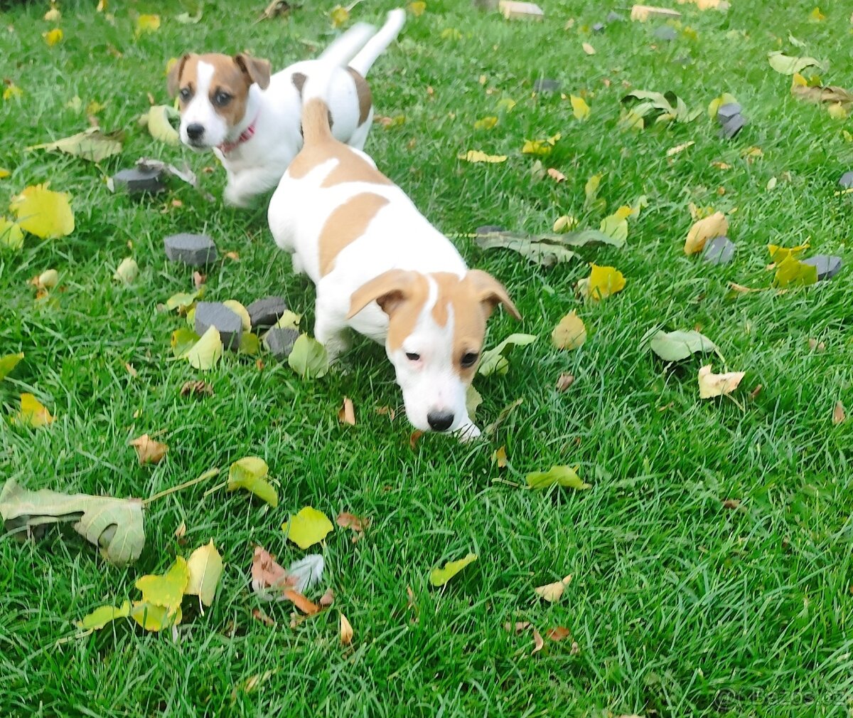 Jack Russell teriér