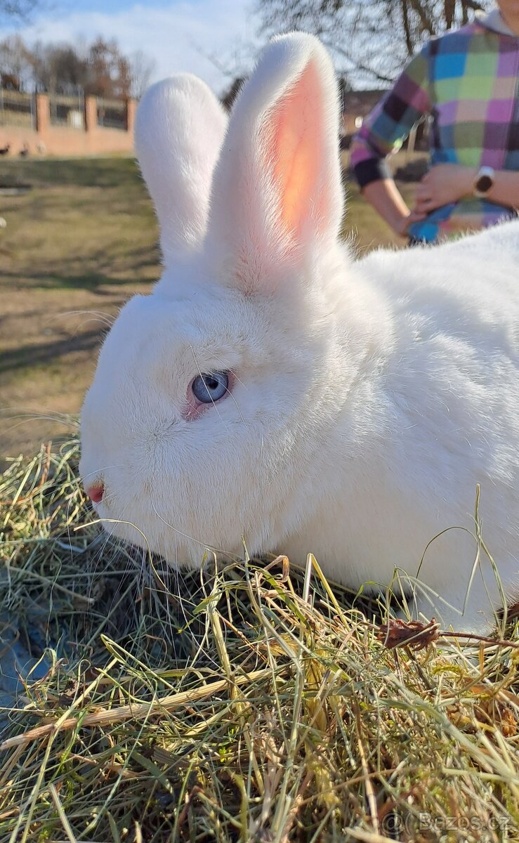 Vídeňský bílý králík