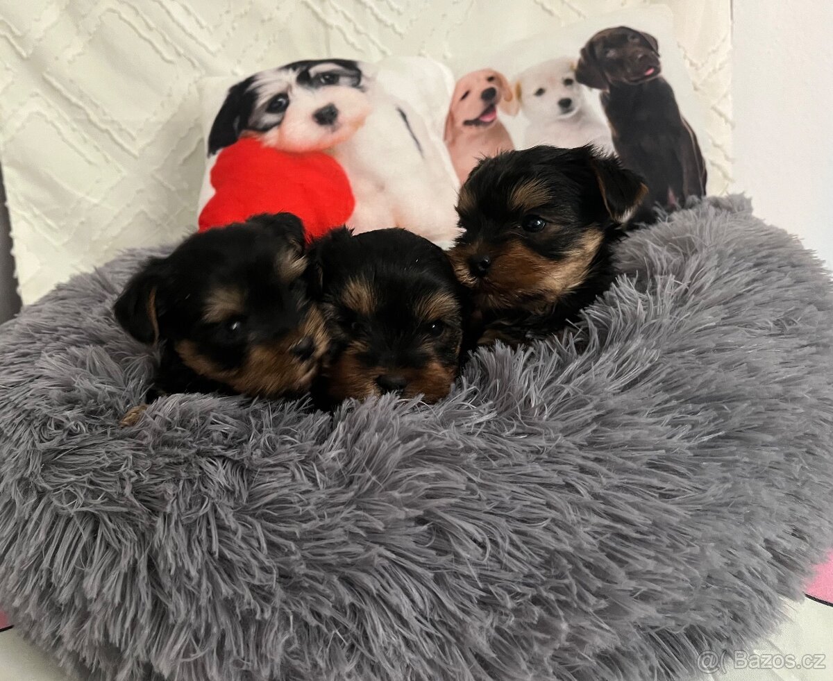 Jorkšírský teriér