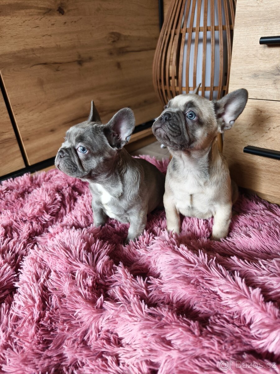 Francouzský buldoček štěňátka