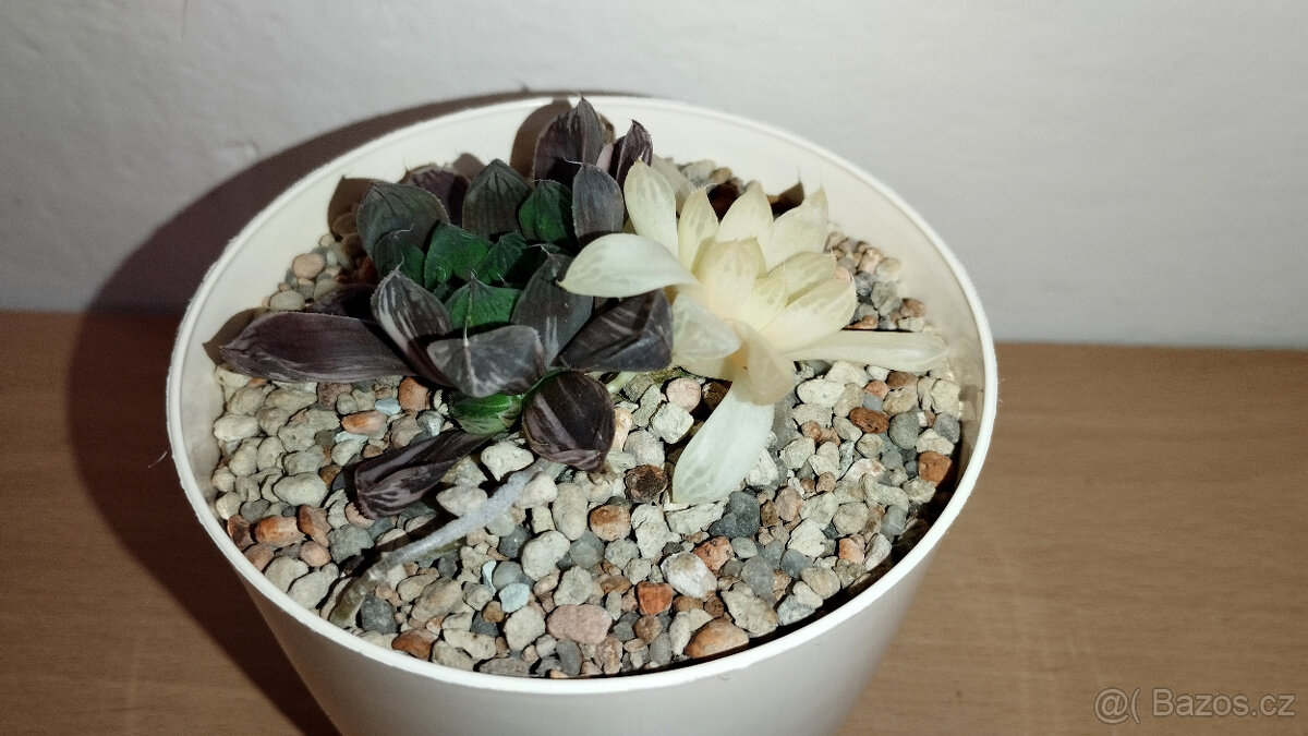 Haworthia obtusa 'Marin' variegated ( sukulent )