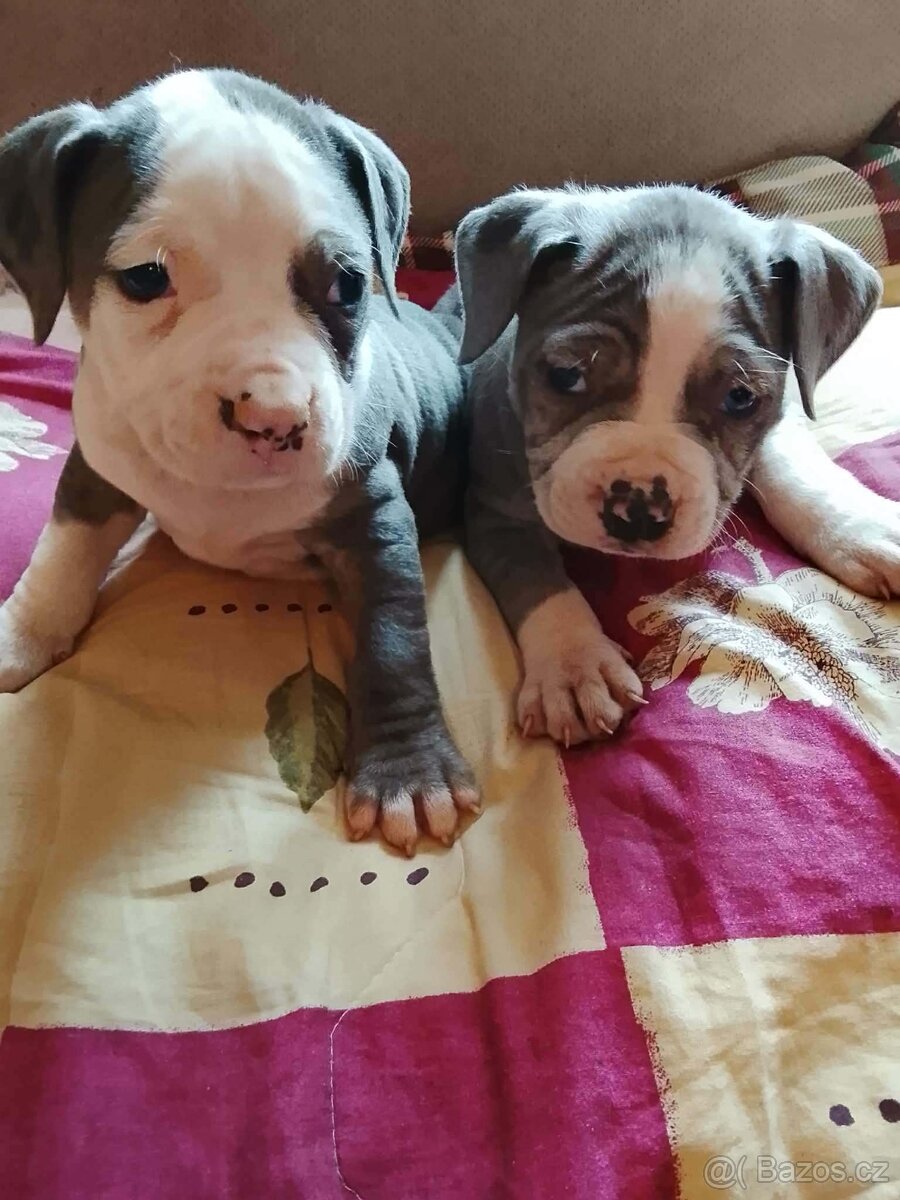 Stafordšírský bulteriér