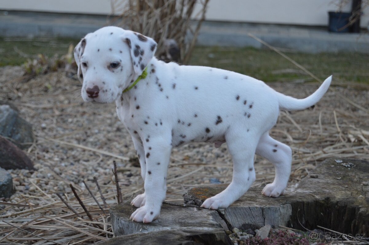 Dalmatin štěně