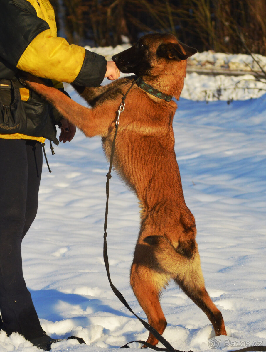 Belgický ovčák malinois s PP