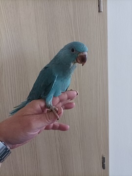 Krotká mláďata Alexandrů malých, modrý, lutino