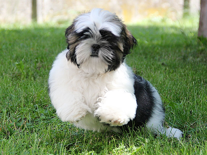 Shih-tzu, ši-tzu , shih tzu, ši-cu - štěňátka s PP FCI