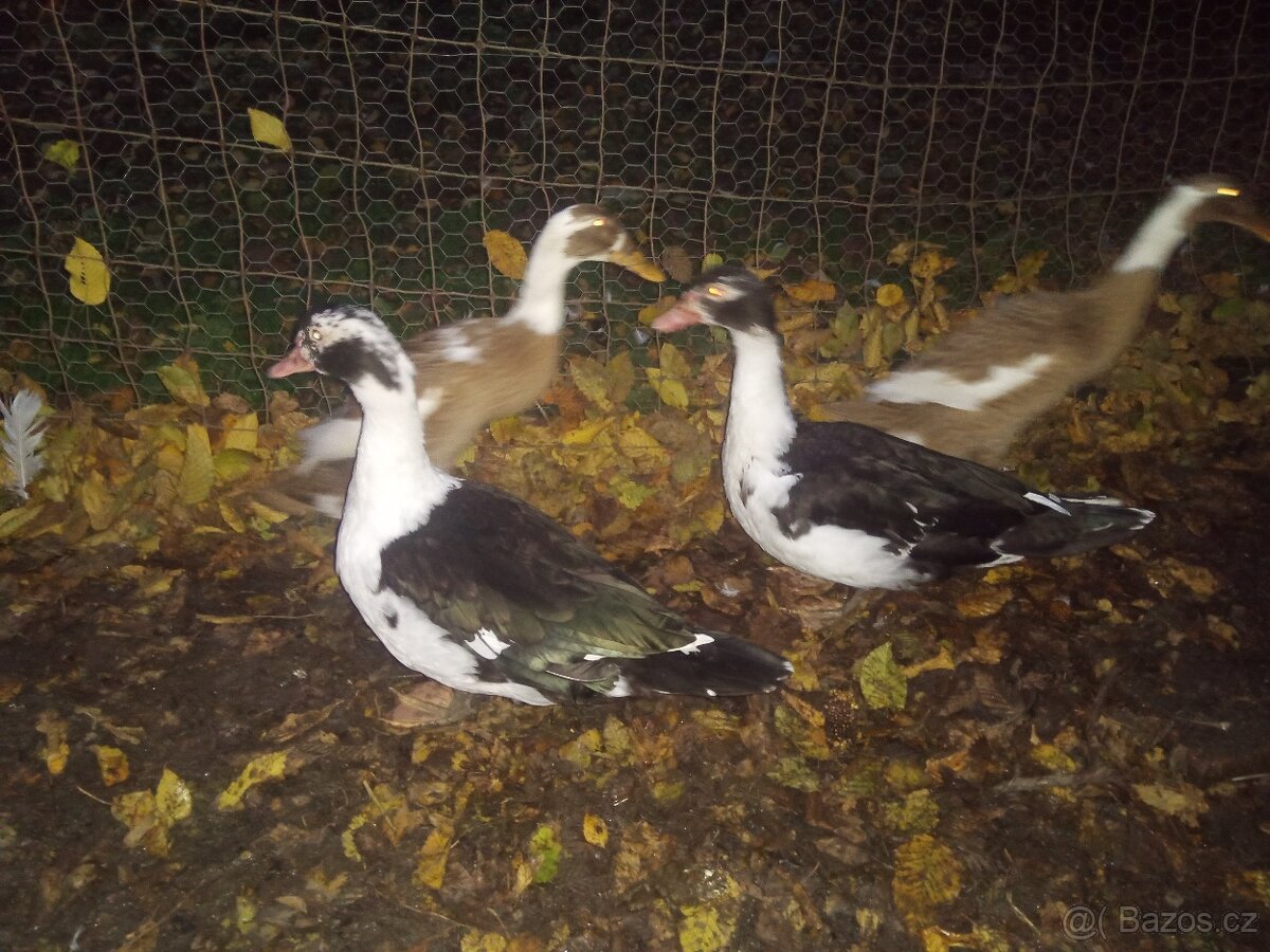 Kachna pižmová, 2x