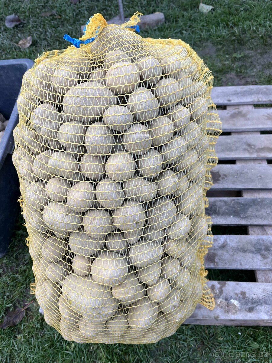 Brambory Krmné  - odrůda Ballerina - 2,-Kč/kg