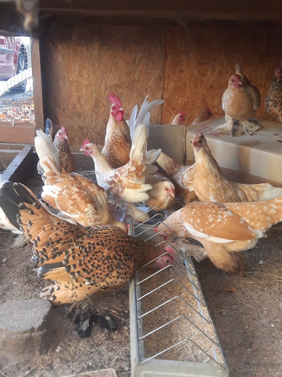 Kohoutci (a slepičky) liliputky rousné