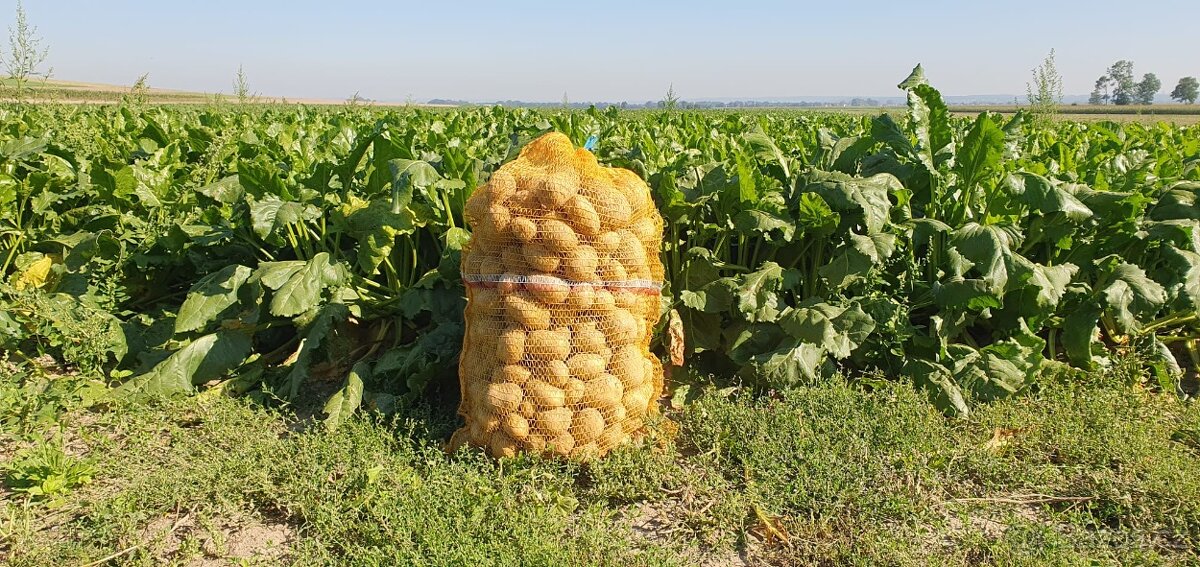 Brambory na uskladnění