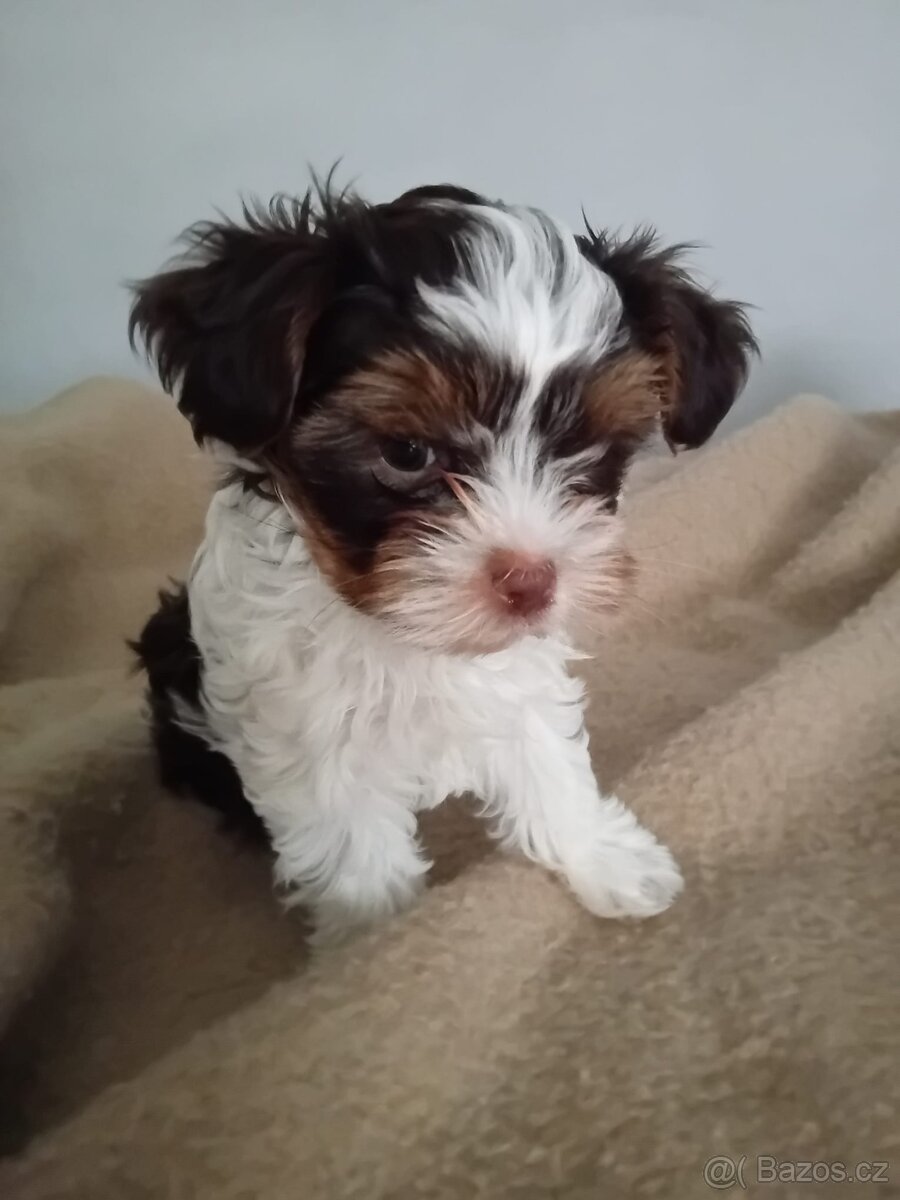 Jorkširský teriér