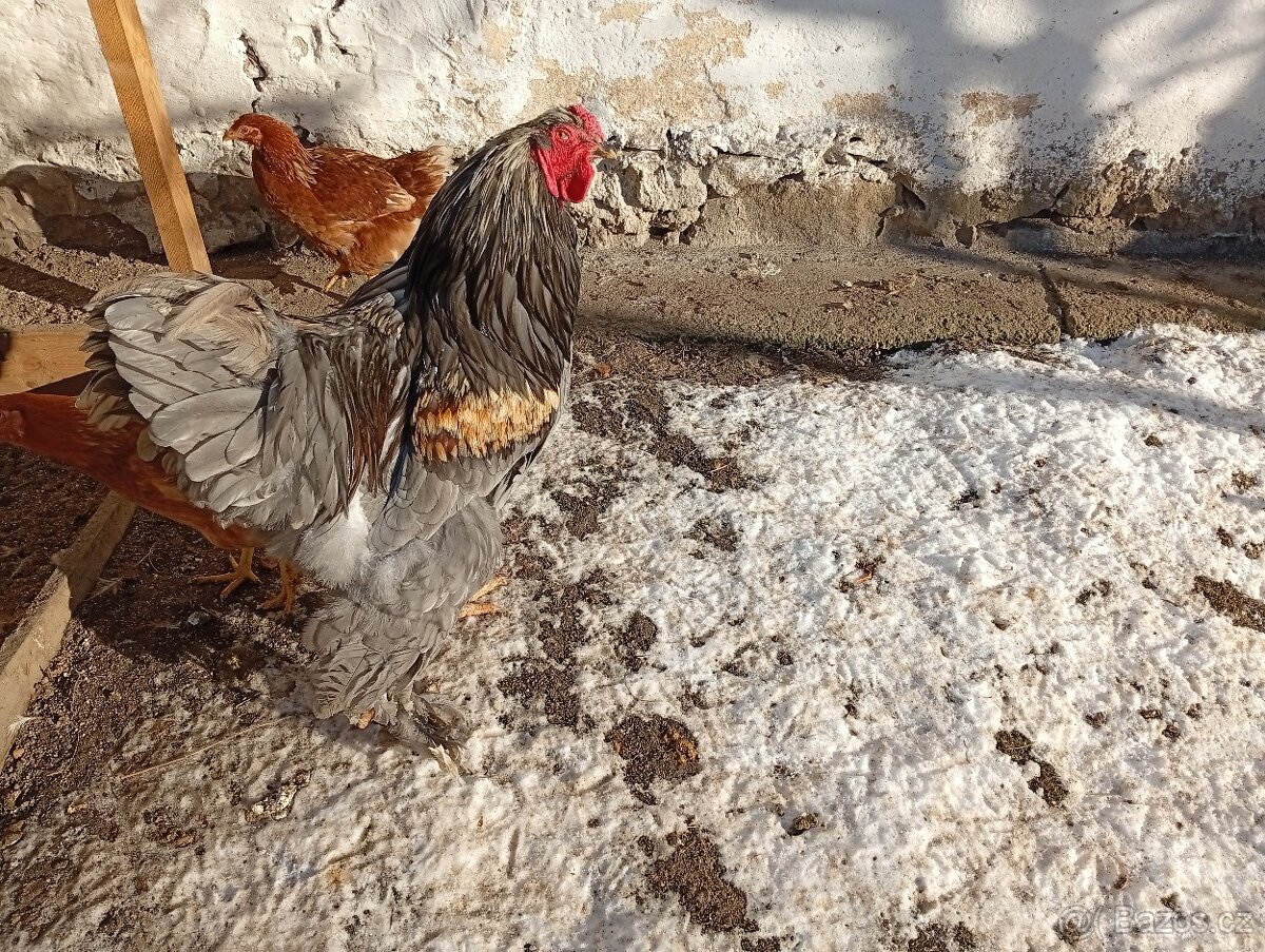 Kohout Brahmánky velké