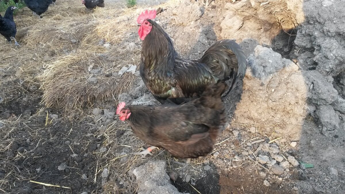 Australka velká násadová vejce