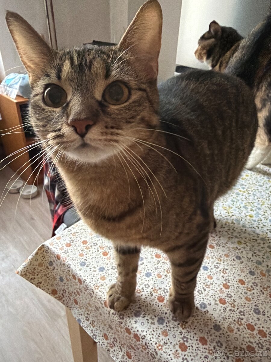 Daruji do dobrých rukou