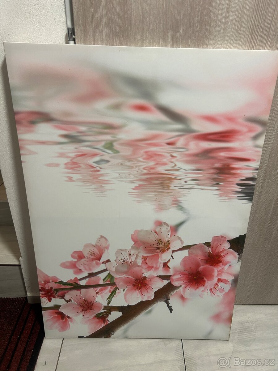Obraz sakura
