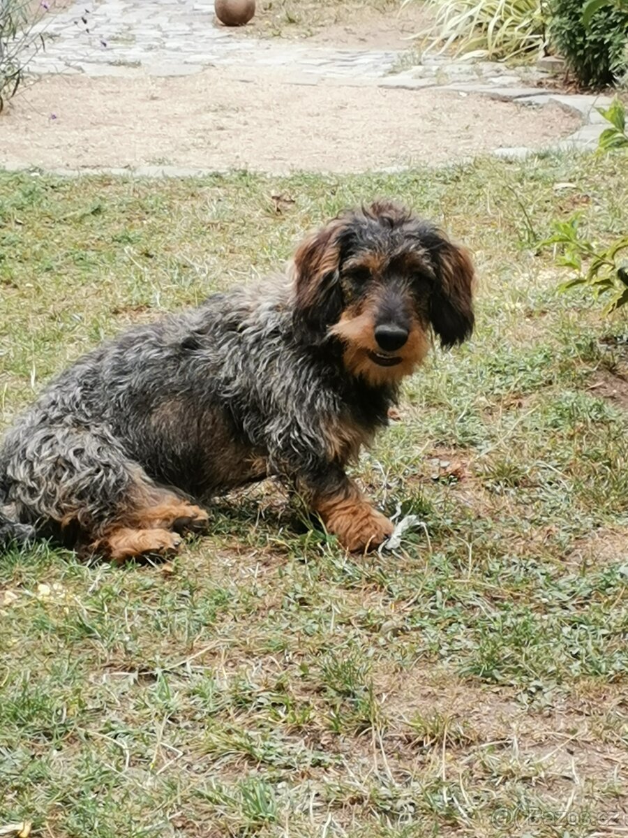 Daruji Jezevčíka