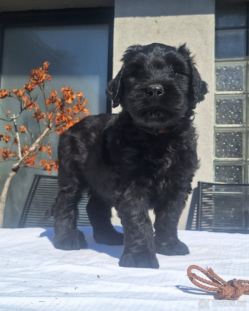 Briard s PP