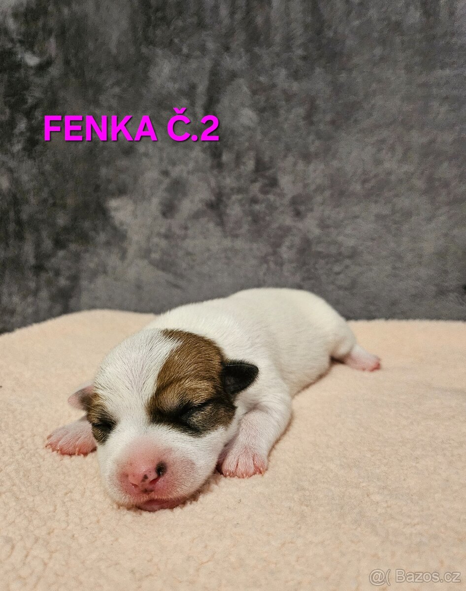 JACK RUSSELL -  K REZERVACI