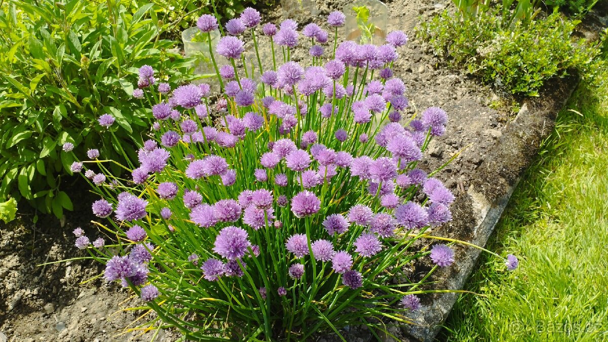 Pažitka