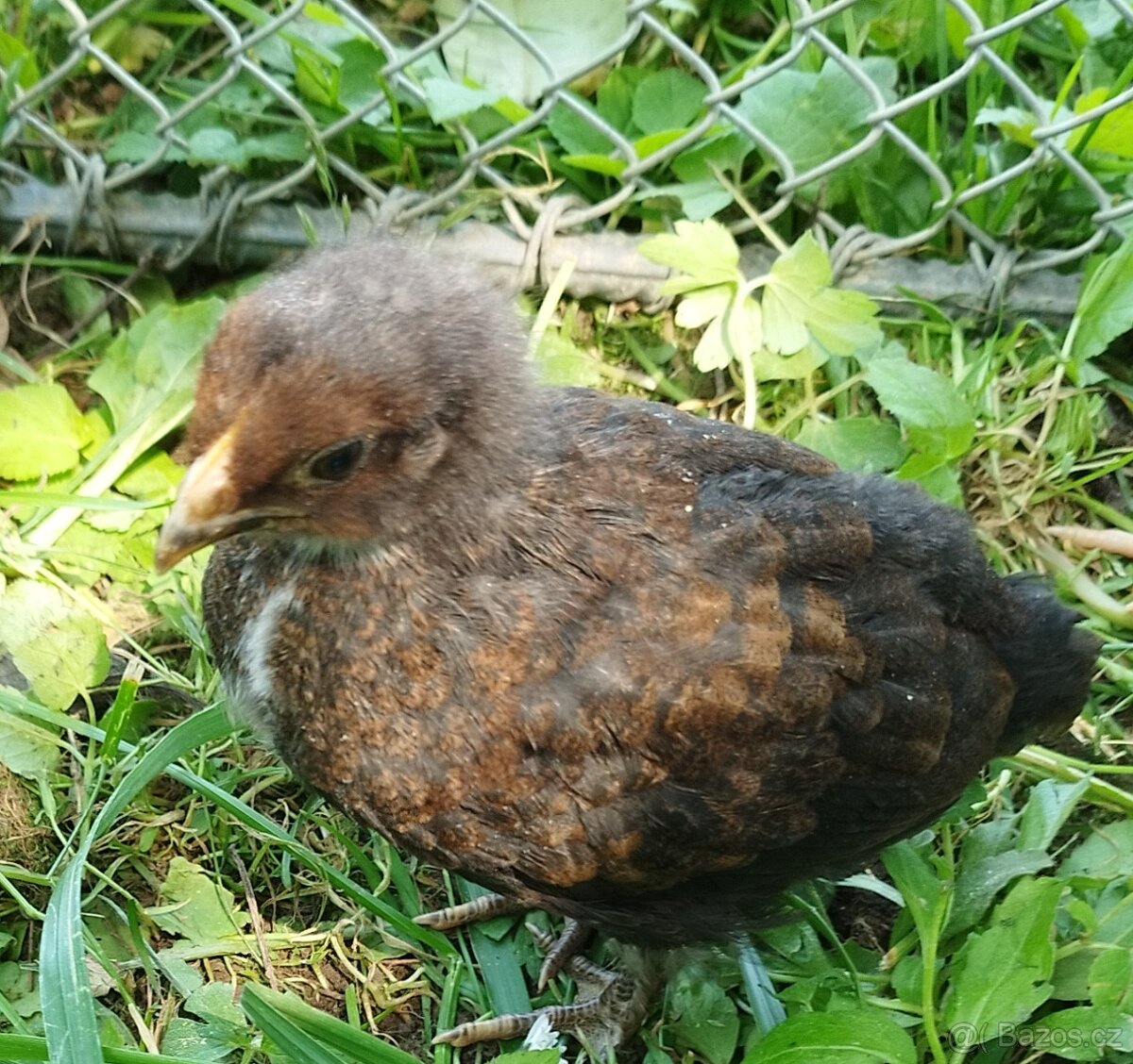 Kuřata, 4 týdenní